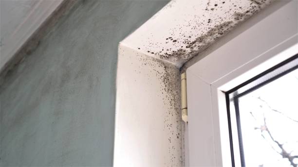 Best Mold Remediation for Specific Building Types in Warsaw, KY